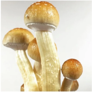 Golden Teacher Mushroom Spores – Psilocybe Spores