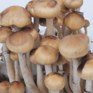 Mazatapec Mushroom Spores