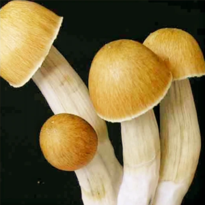 Psilocybe Cubensis b+ Mushroom Spores