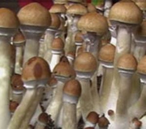 Brazilian Mushroom Spores – Brazilian Mushrooms