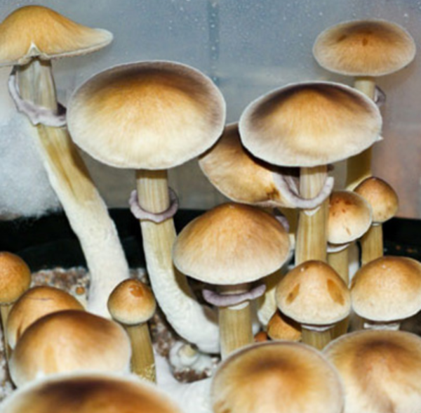 Burma Mushroom Spores – Burma Mushroom Strain