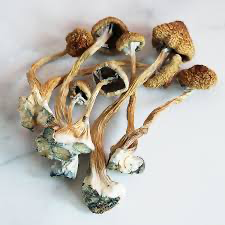 Transkei Magic Mushroom