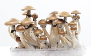 People Buy Mushrooms / Buy shrooms online
