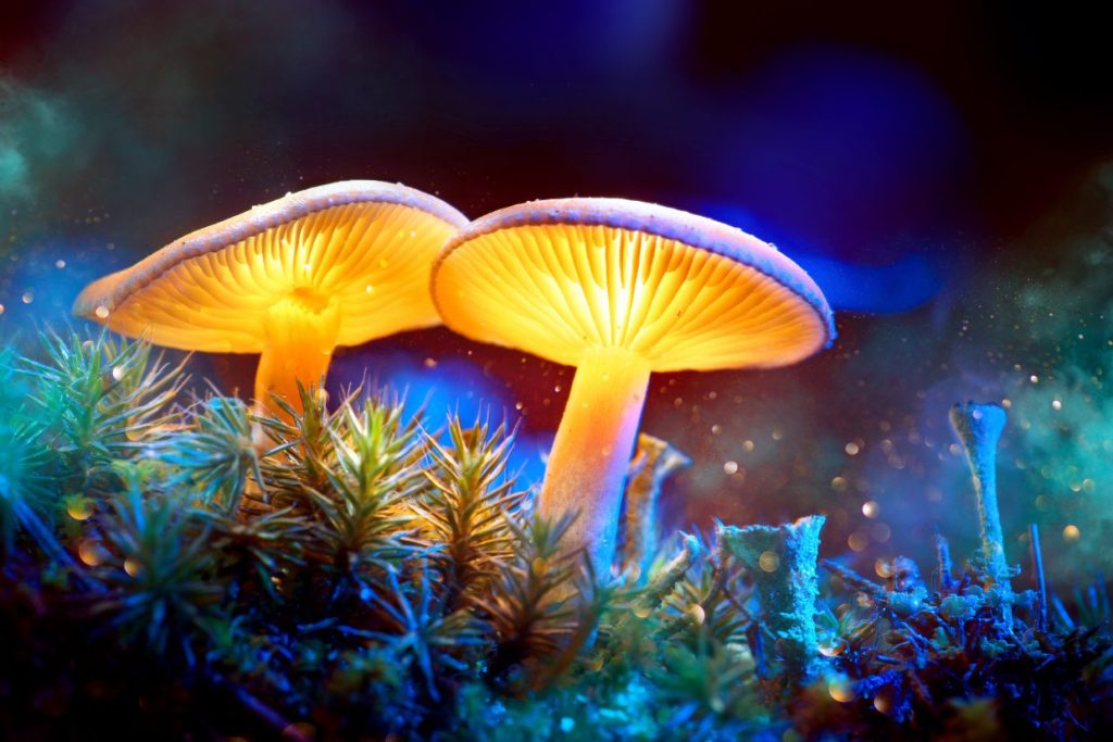 Mushroom World consist